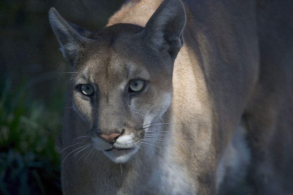 Endangered Florida Panther