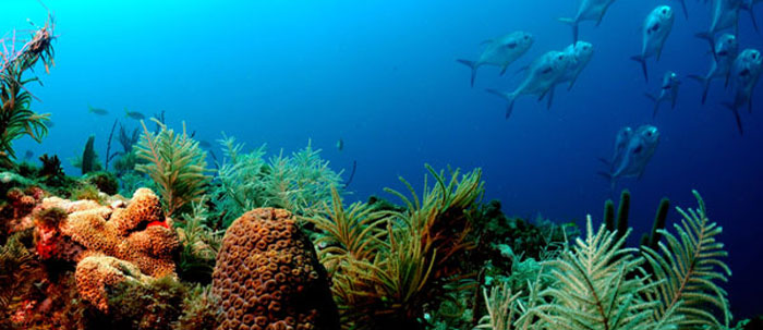 Florida Waters Hit Hot Tub Temperatures