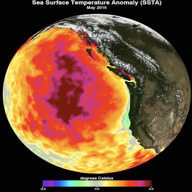 Pacific "blob" marine heatwave