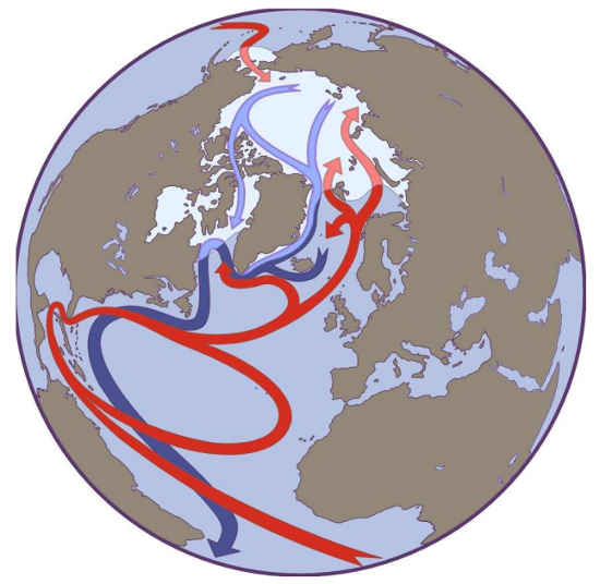 AMOC circulation