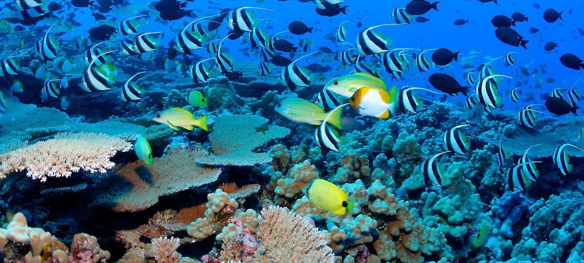 Coral bleaching alert: Fourth global mass stress episode underway