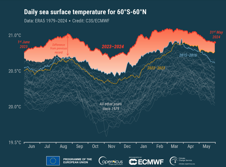 sea surface temperature anomaly 2023-2024