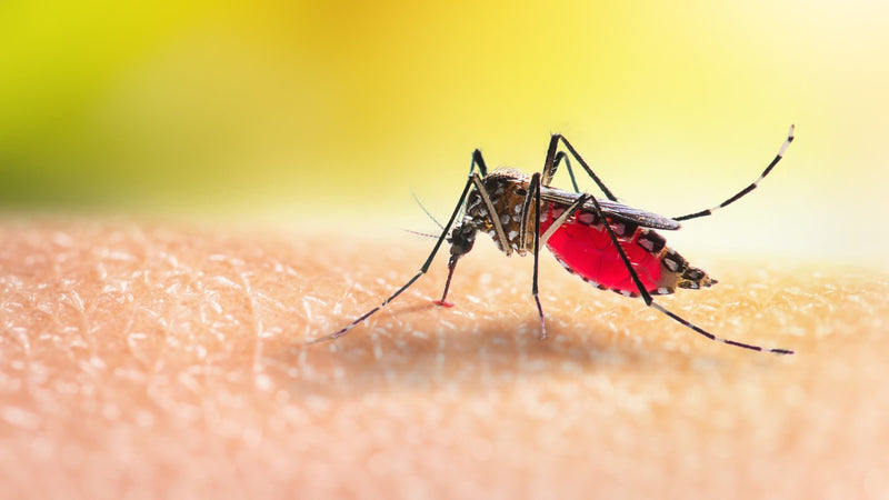 The increasing health risks of mosquitoes in our warming climate