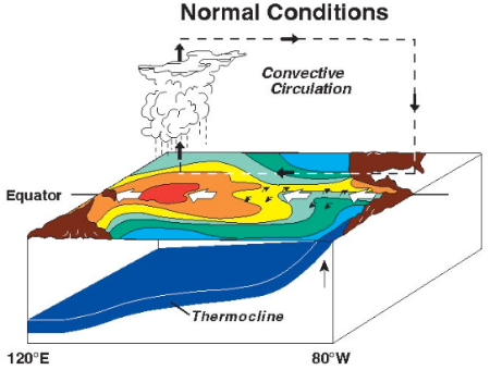 Normal Conditions - atmosphere/ocean circulation